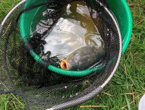 Common Carp