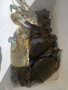Crabe bleu 