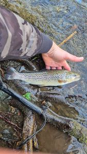Brown Trout
