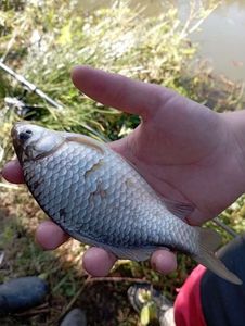 Prussian Carp