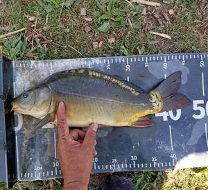 Mirror Carp
