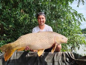 Common Carp