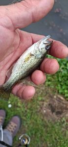 Largemouth Bass