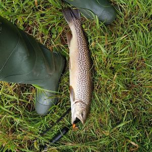 Tiger Trout