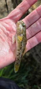 Round Goby