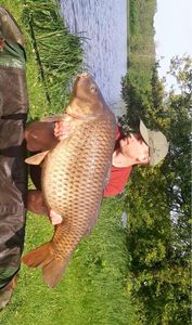 Common Carp