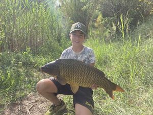 Common Carp