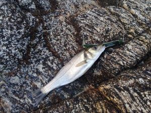 European Bass (Seabass)