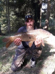 Common Carp