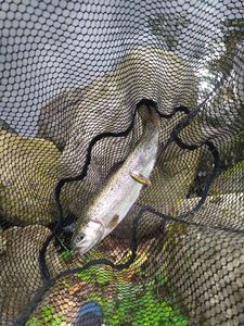 Rainbow Trout
