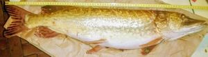 Northern Pike