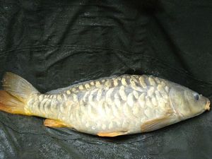 Mirror Carp