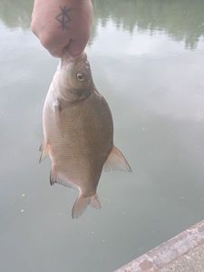 Common Bream