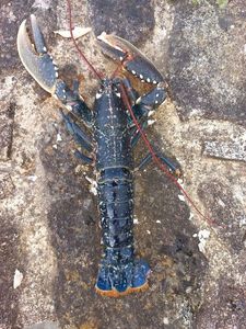 European Lobster