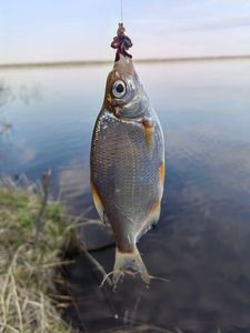 White bream