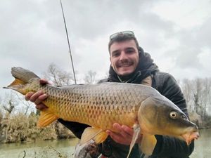 Common Carp
