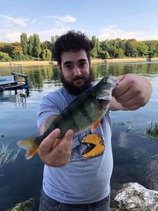 European Perch