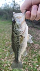 Largemouth Bass