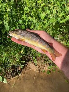 Brown Trout