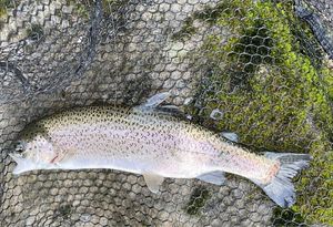 Rainbow Trout