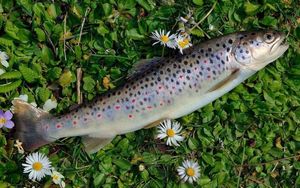 Brown Trout