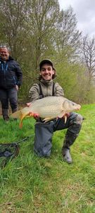Common Carp