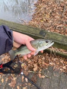 Largemouth Bass