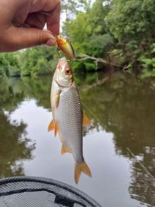 Chub