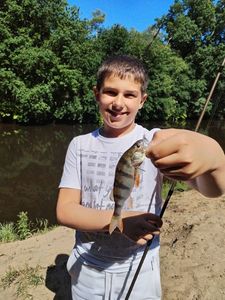 European Perch