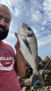 Gilthead Seabream