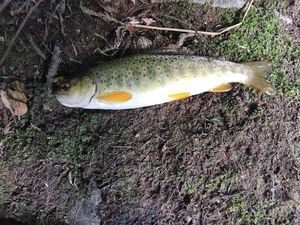 Brown Trout