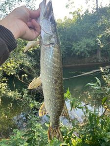 Northern Pike