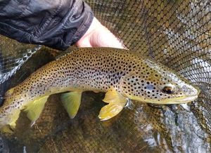 Brown Trout