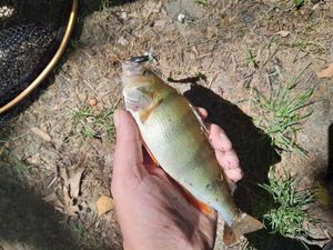 European Perch
