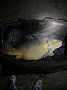 Leather Carp
