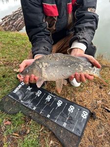 Leather Carp