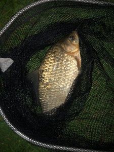Crucian Carp