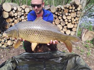 Common Carp