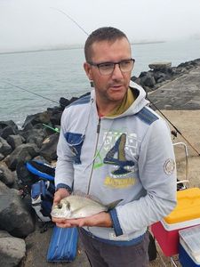 Gilthead Seabream