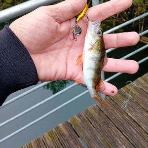 European Perch