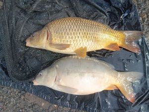 Common Carp