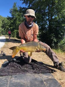 Mirror Carp