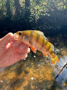 European Perch