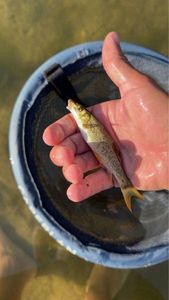 Barbel