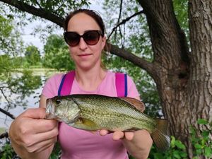 Largemouth Bass