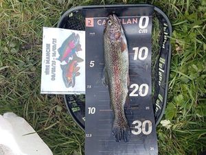 Rainbow Trout