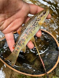 Brown Trout