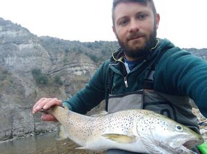 Brown Trout