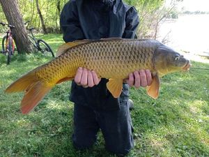 Common Carp