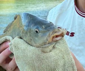 Common Carp
